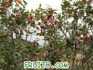 IMG_8275.JPG