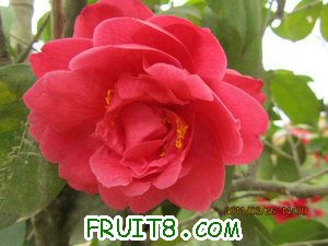 IMG_8268.JPG