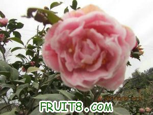 IMG_8276.JPG