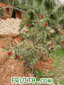 IMG_8277.JPG