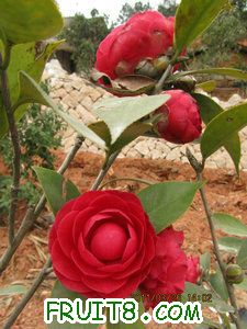 IMG_8288.JPG