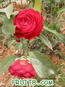 IMG_8290.JPG