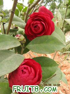 IMG_8287.JPG