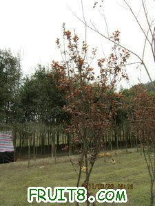 IMG_8295.JPG
