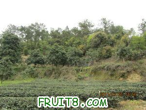 IMG_8335.JPG