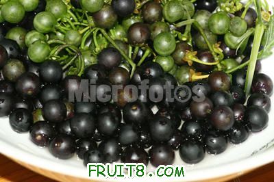 黑豆豆1.jpg