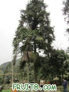 IMG_8355.JPG