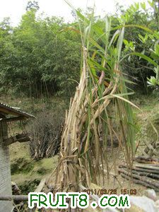 IMG_8369.JPG