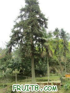 IMG_8443.JPG