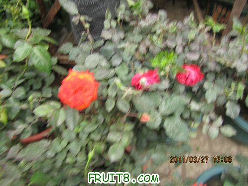 IMG_8710.JPG