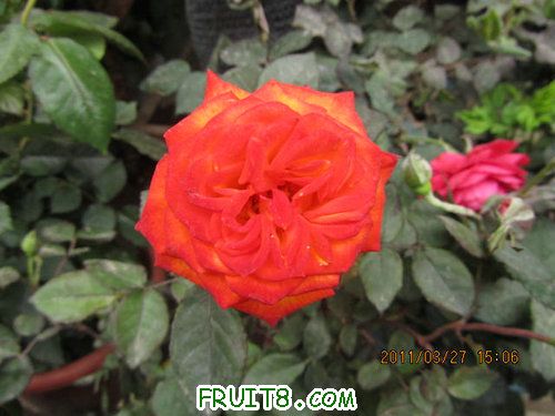 IMG_8708.JPG