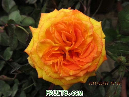 IMG_8706.JPG
