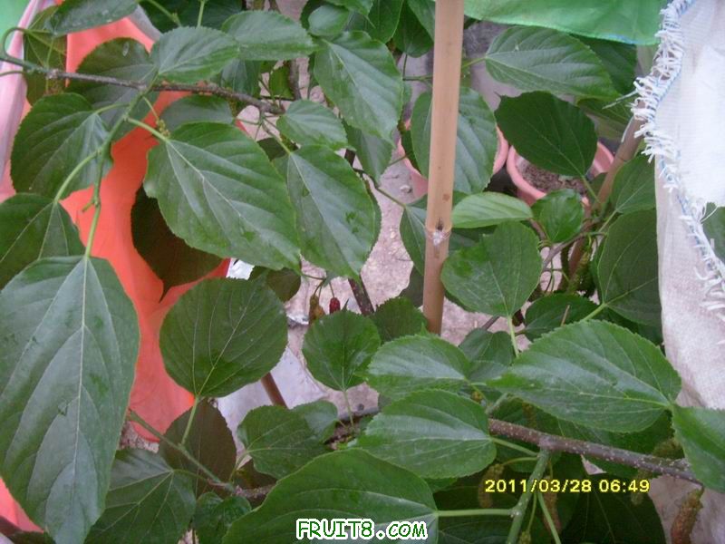 С SI851815.JPG