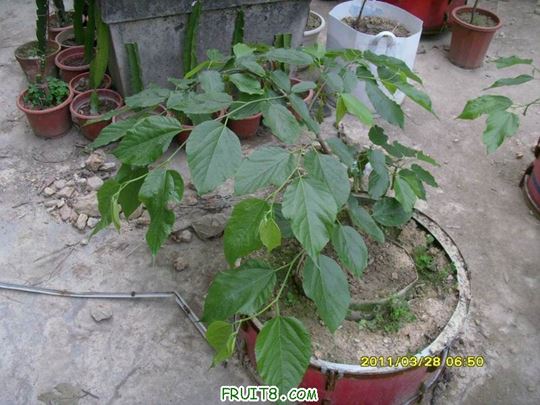 С SI851821.JPG