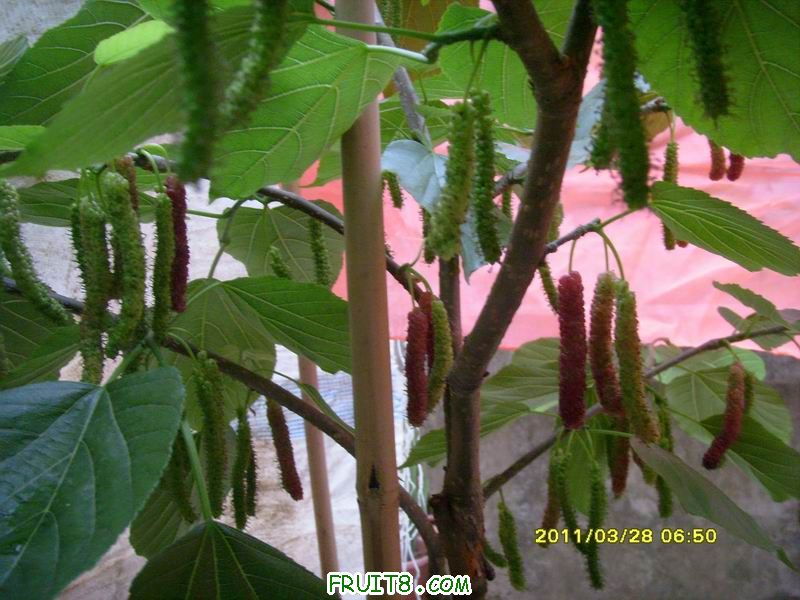 С SI851818.JPG