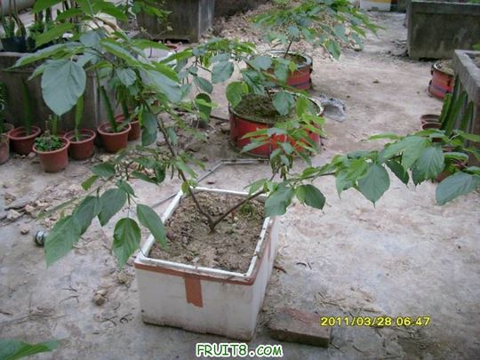 С SI851804.JPG