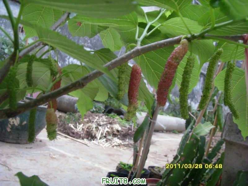 С SI851811.JPG