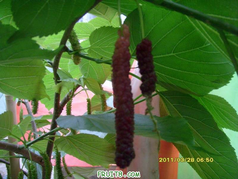 С SI851819.JPG