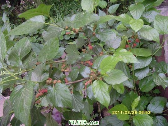 С SI851826.JPG