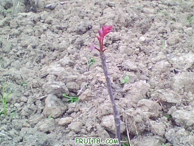 IMG0878A.jpg