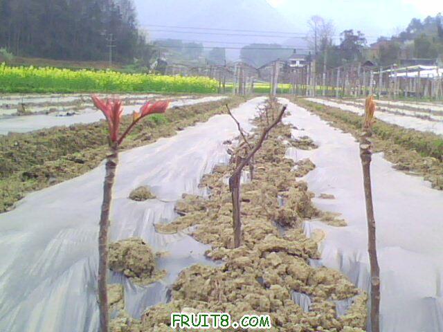 IMG0880A.jpg