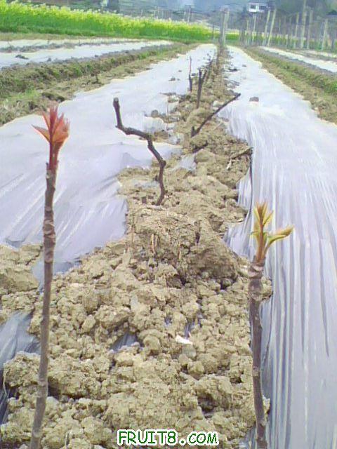 IMG0881A.jpg