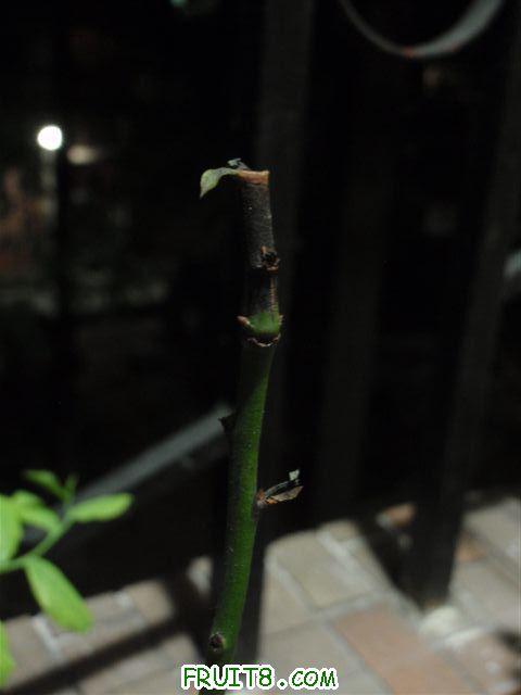 P1010099.jpg