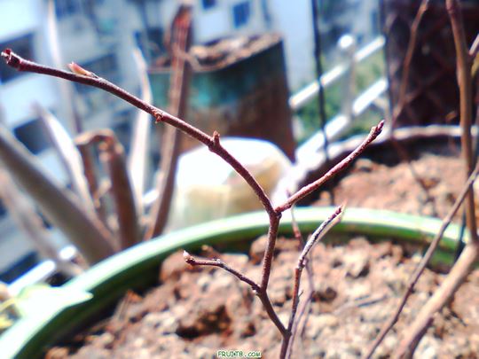 IMG0335A.jpg