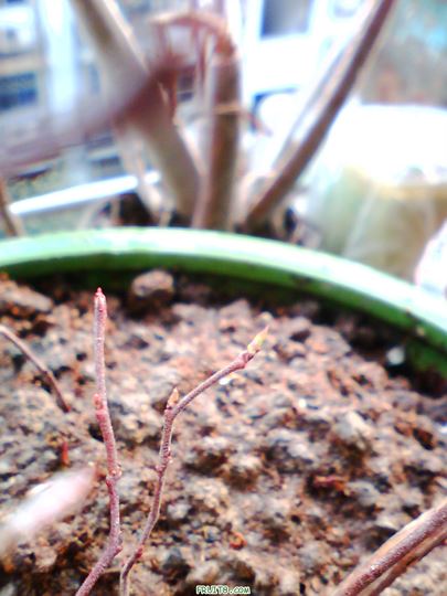 IMG0327A.jpg