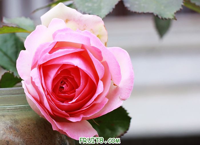 IMG_9279xiaotu.jpg