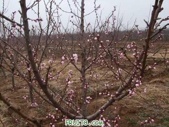 201142Ƭ. 001.jpg