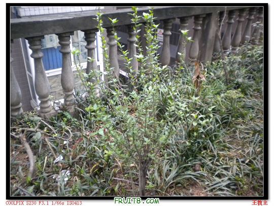 DSCN2209.jpg
