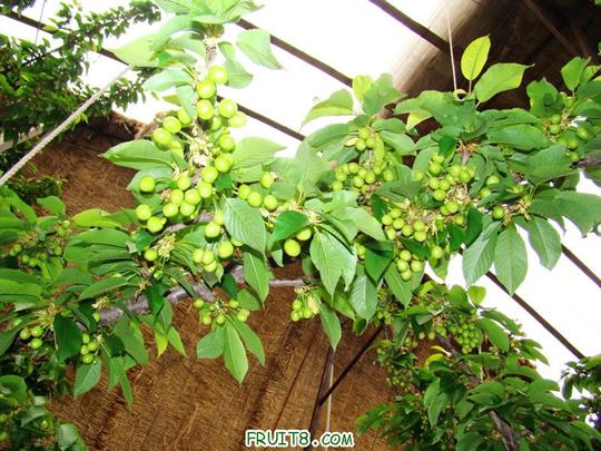 nEO_IMG_DSC01979.jpg