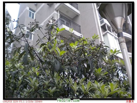 DSCN2242.jpg