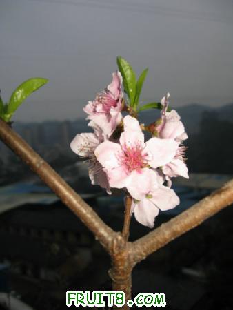 IMG_4027.JPG