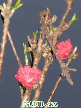 IMG_4036.JPG