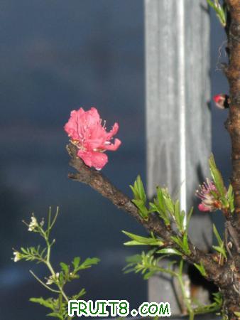 IMG_4034.JPG