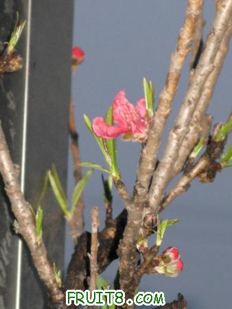 IMG_4035.JPG