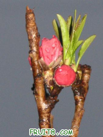 IMG_4038.JPG