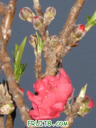 IMG_4039.JPG