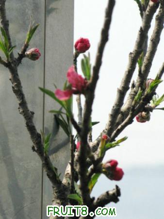 IMG_4445.JPG