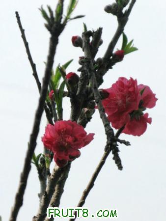 IMG_4443.JPG