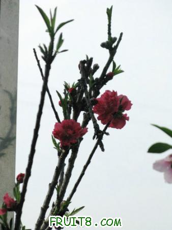 IMG_4437.JPG