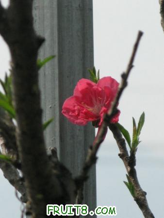 IMG_4442.JPG