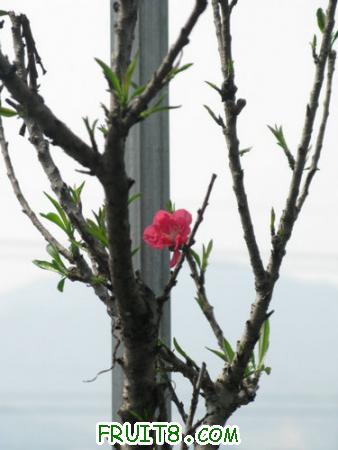IMG_4439.JPG