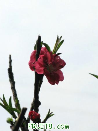 IMG_4446.JPG