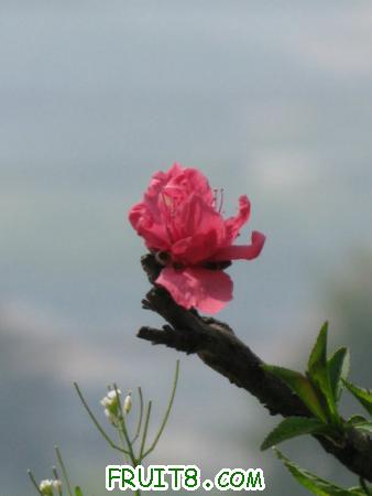 IMG_4441.JPG