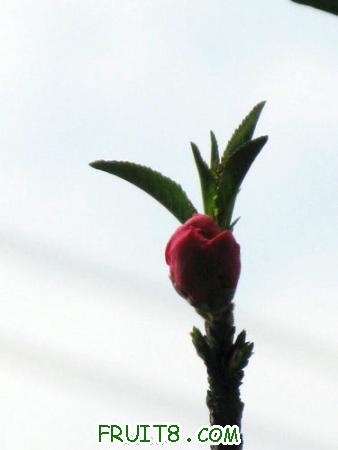 IMG_4448.JPG