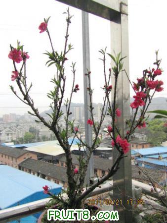 IMG_7336.JPG
