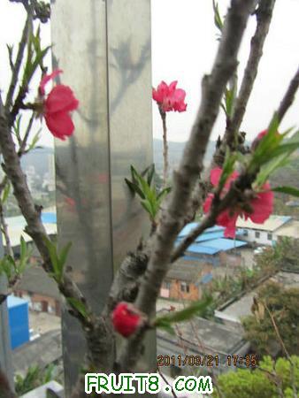 IMG_7335.JPG